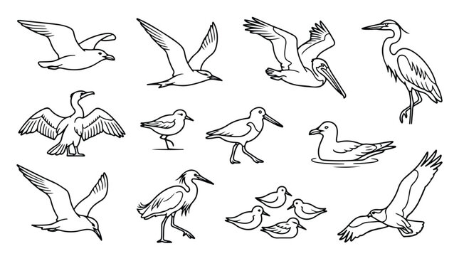 Minimalist sea bird line art collection, 12 coastal bird vector icons, black and white shorebird illustrations for nautical branding and nature design