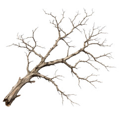 Fototapeta premium Dead Dry Tree Branch – Weathered Driftwood Log Nature Isolated Stock Photo