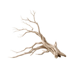 Fototapeta premium Dead Dry Tree Branch – Weathered Driftwood Log Nature Isolated Stock Photo