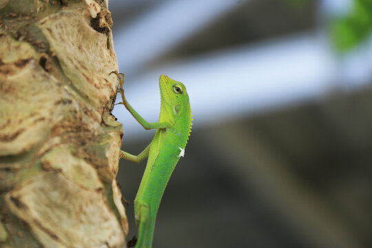 Oriental Garden Lizard - Calotes versicolor, a colorful changing lizard from Asian forests and shrubs. Green Calotes climbing tree background blurred