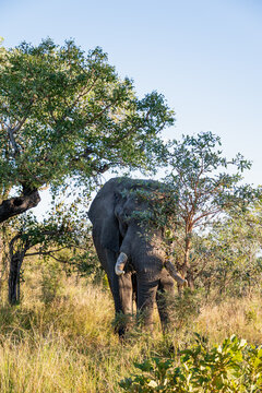 Portrait &eacute;l&eacute;phant d'Afrique du Sud