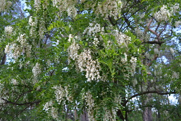 Fototapeta premium Beautiful bright weather, densely blooming clusters, yellow and white flowers of wattles, acacias, acacia tree with small green leaves against the background of the blue sky.