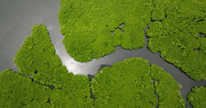 Narrow water channel runs between dense patches of mangrove trees. Siargao, Philippines.