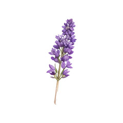 Obraz premium A delicate purple lavender sprig with a thin stem, isolated on a white background, perfect for floral designs