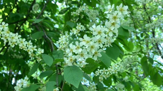 Flowering bird cherry branch sways in the light spring wind strewn with white inflorescences. Its delicate flowers create a feeling of awakening of nature, filling air with the subtle scent of spring