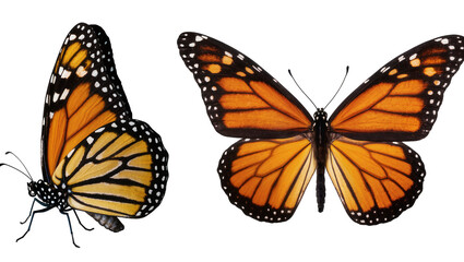 Two Monarch Butterflies Orange Black White Spots Wings © Antonio
