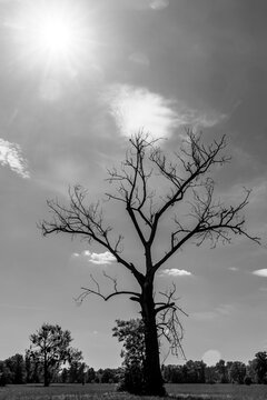 alter abgestorbener Baum