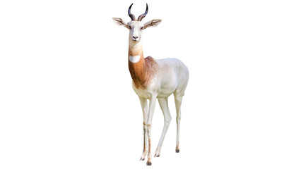 Addra gazelle PNG, on Transparent background © Ammar