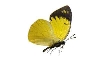 Yellow butterfly with black wing tips and spots © Antonio