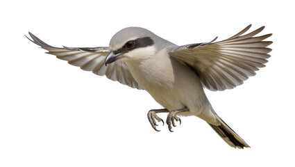 Grey shrike bird with wings spread in flight © Antonio