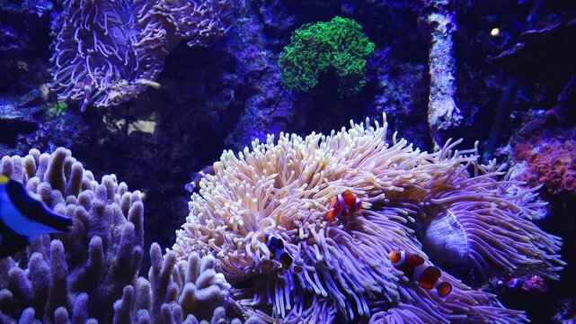 Underwater world view with colorful coral and fish in clear water at marine exhibit
