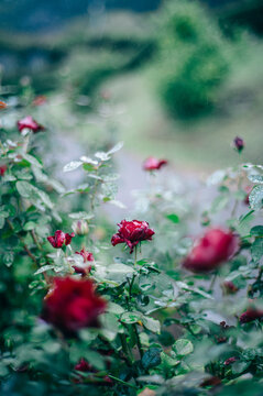 雨の日、花びらの水滴が美しい深紅の薔薇の風景