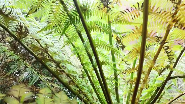 Dicksonia antarctica beautiful plant stem and foliage