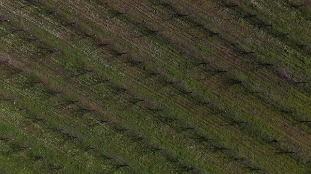 Drone shot of Fruit trees plantation in the winter without leafs