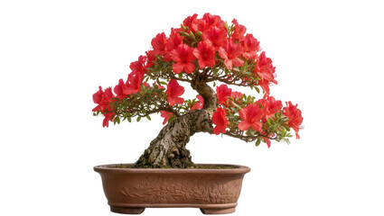 Naklejka premium Flowering Azalea Bonsai Tree in Decorative Pot