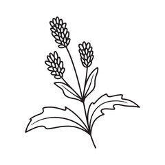 Plantain flower sketch black and white line drawing © MstLaila