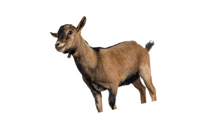 goat png, goat, no, bg, background, without, isolated, white, horn, mammal, lamb © Ammar