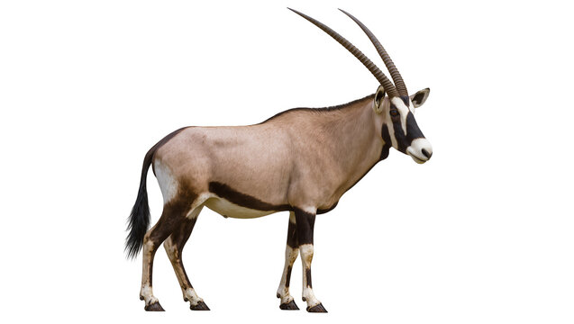 Gemsbok antelope with long curved horns standing profile