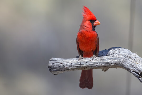 Male Northern Cardinal Perching in the Desert Near Tucson Arizona