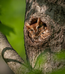 Fototapeta premium Eastern screech owl in a tree