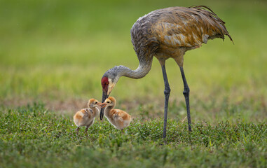Obraz premium Sandhill crane with two colts
