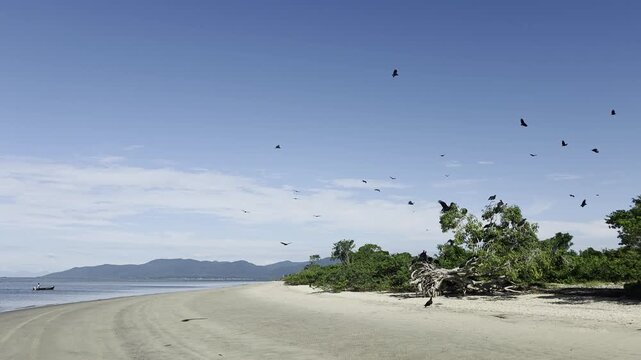 Flock of black vultures suddenly flying away from a fallen tree on an estuarine beach