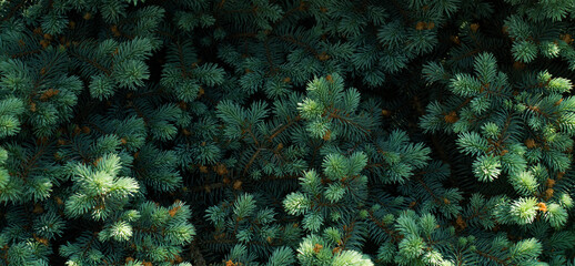 Obraz premium Fir tree branch texture, green pine needles texture, natural background, Christmas nature concept
