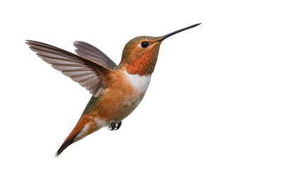 Fototapeta premium Rufous hummingbird with wings spread in flight