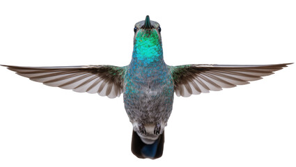Fototapeta premium Hummingbird with iridescent green neck and spread wings