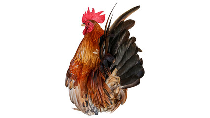 chicken, hen, bird, farm, PNG, on Transparent background © Ammar