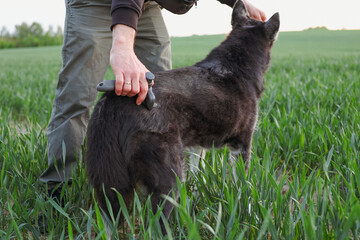 Young man grooming and brushing his unique husky shepherd mix dog in a green field during spring, bonding and caring for pet outdoors, companion concept. © Anastazja