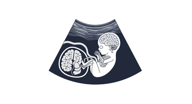 Ultrasound of Fetus with Developing Brain, Medical Concept