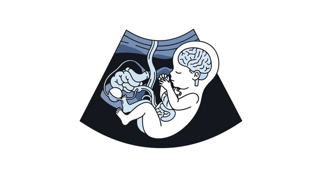 Ultrasound showing fetus with developing brain and organs, pregnancy, medical imaging