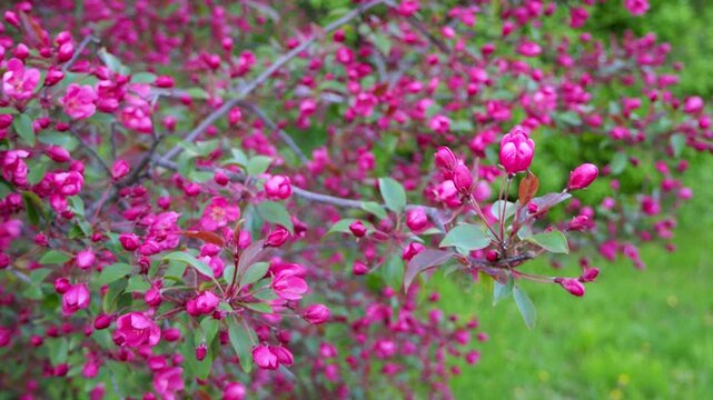 Beautiful crabapple branch with bright pink blossoms and buds swaying in the wind. Blooming apple tree in spring. 4K footage.