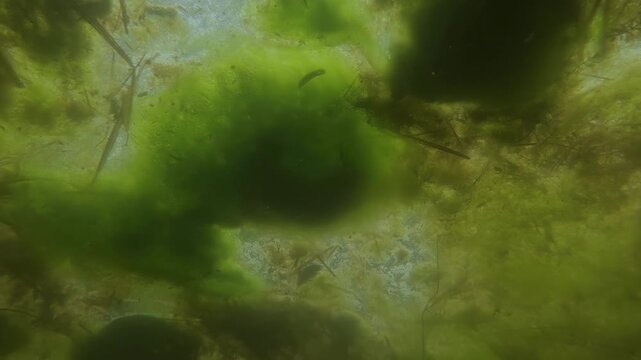 Underwater shot, close-up panorama of dense spirogyra filamentous green algae and submerged hornwort plants forming a thick canopy under a swamp surface with filtering sunlight