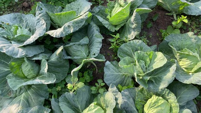 Fresh cabbage plants filmed in a field in Vietnam, showing broad green leaves and dense vegetable rows for farming and agriculture themes.