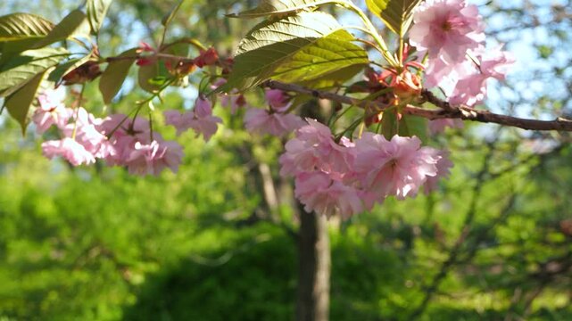 Beautiful branch of sakura tree blooming with pink cherry blossoms in park. Delicate flowers swaying in wind during  sunny day. Natural spring scene. 4K footage perfect for nature themed projects.