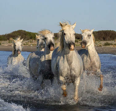 Al galope en el mar