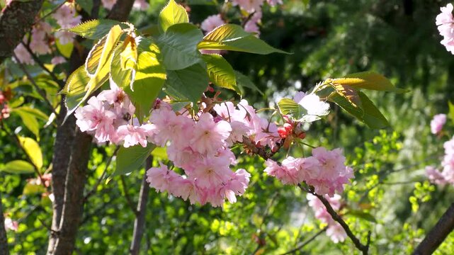 Beautiful sakura branches blooming with pink cherry blossoms against greenery. Bright flowers sway gently in breeze on sunny spring day. 4K footage perfect for hanami themed projects.