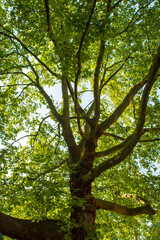 Fototapeta premium Low Angle View of Lush Green Tree Branches in Forest