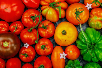 Fototapeta premium Assorted homegrown heirloom tomatoes with small flowers on a dark textured square tray, flat lay