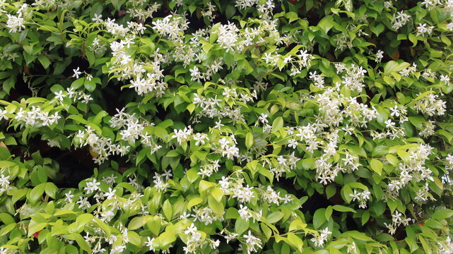 Rincosperum, falso gelsomino