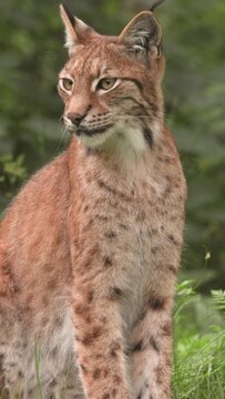 Vertical video Eurasian lynx. Alert Eurasian lynx moving through grassy vegetation.
