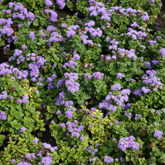 Obraz premium A vibrant patch of purple flowers surrounded by lush green foliage
