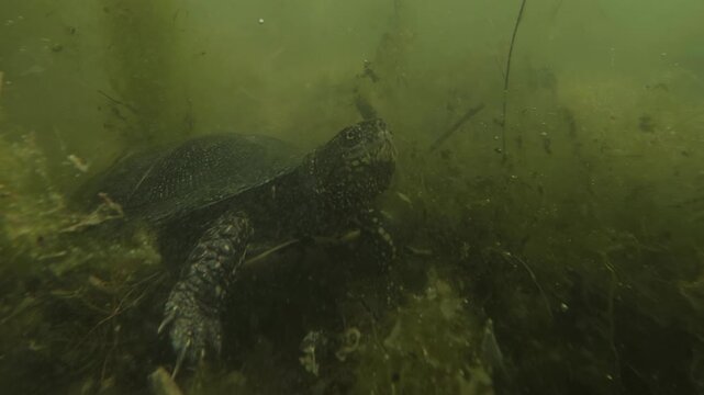 Close-up underwater shot of European pond turtle resting on the muddy bottom of swamp, surrounded by murky water and dense green spirogyra filamentous algae in its natural wetland habitat
