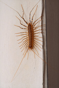 Close-up of a house centipede with long antennae and legs crawling on a wall