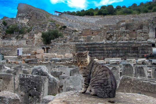 Turkish Cats