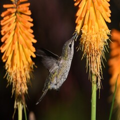 Fototapeta premium hummingbird on flower
