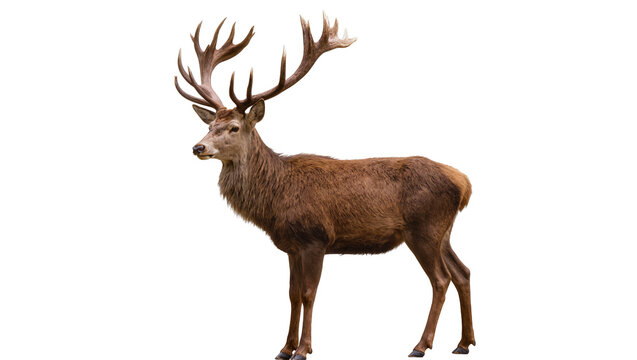 Majestic red deer stag with large antlers standing