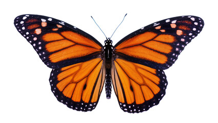 Monarch butterfly with orange and black wings spread open © Nuria